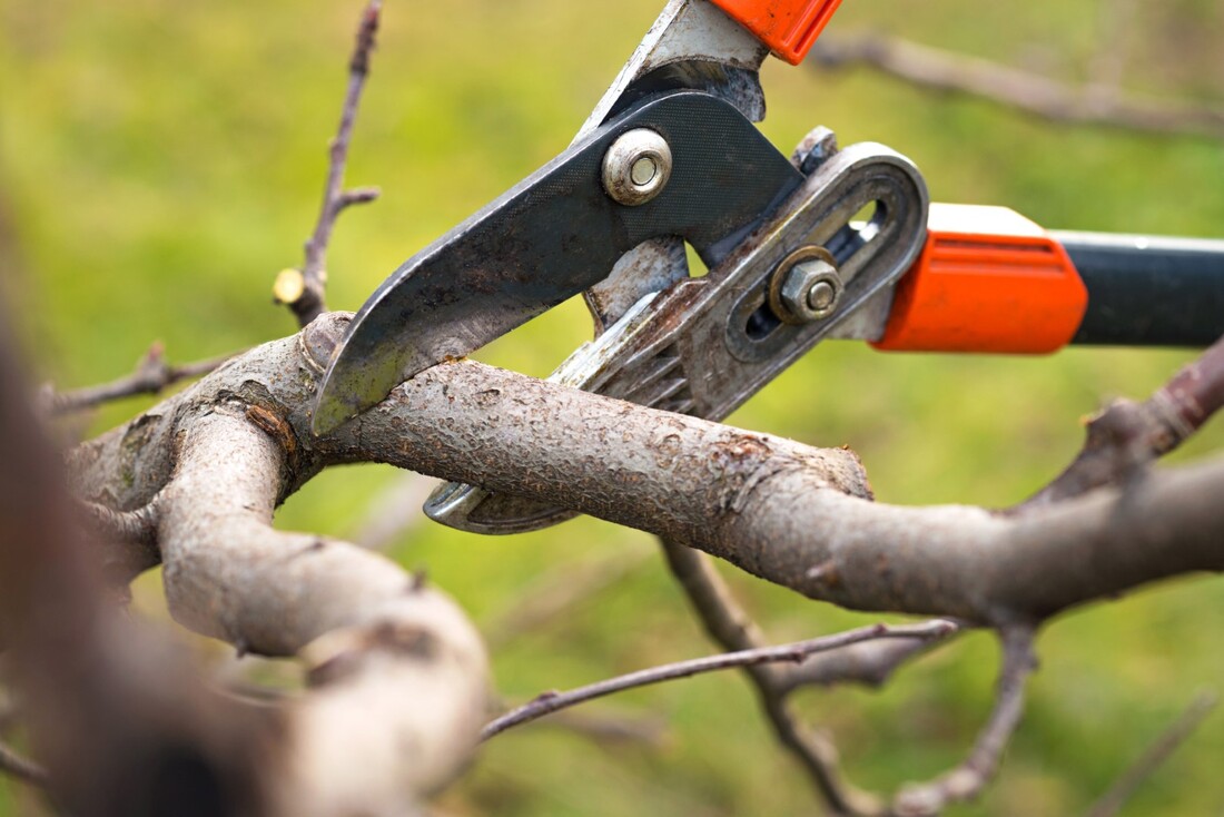 An image of Tree Trimming in Ashland, VA