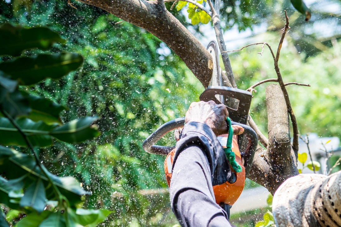 An image of Tree Trimming in Ashland, VA