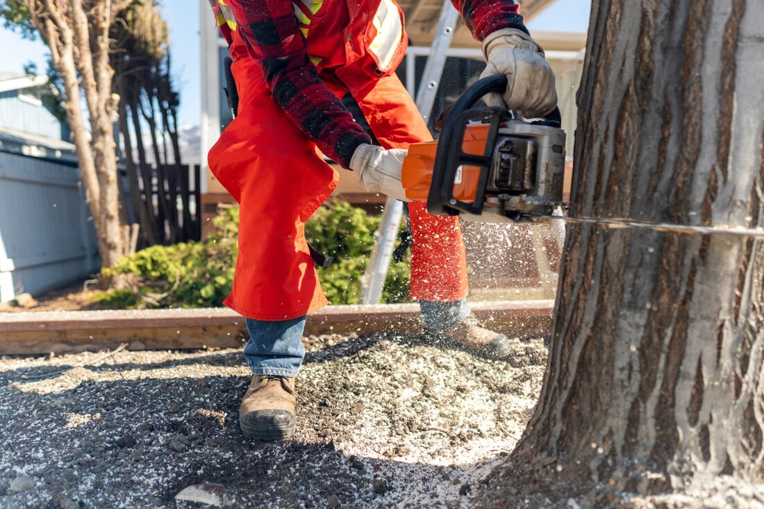 An image of Tree Removal in Ashland, VA