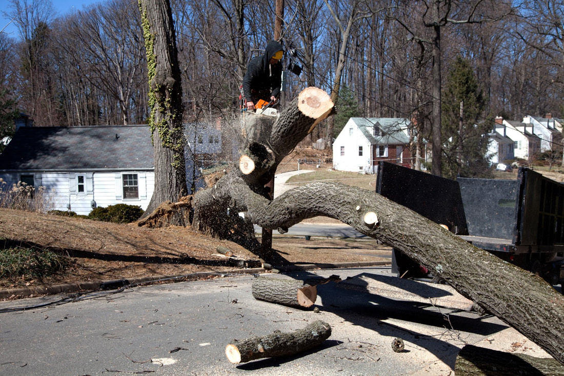 An image of Tree Removal in Ashland, VA