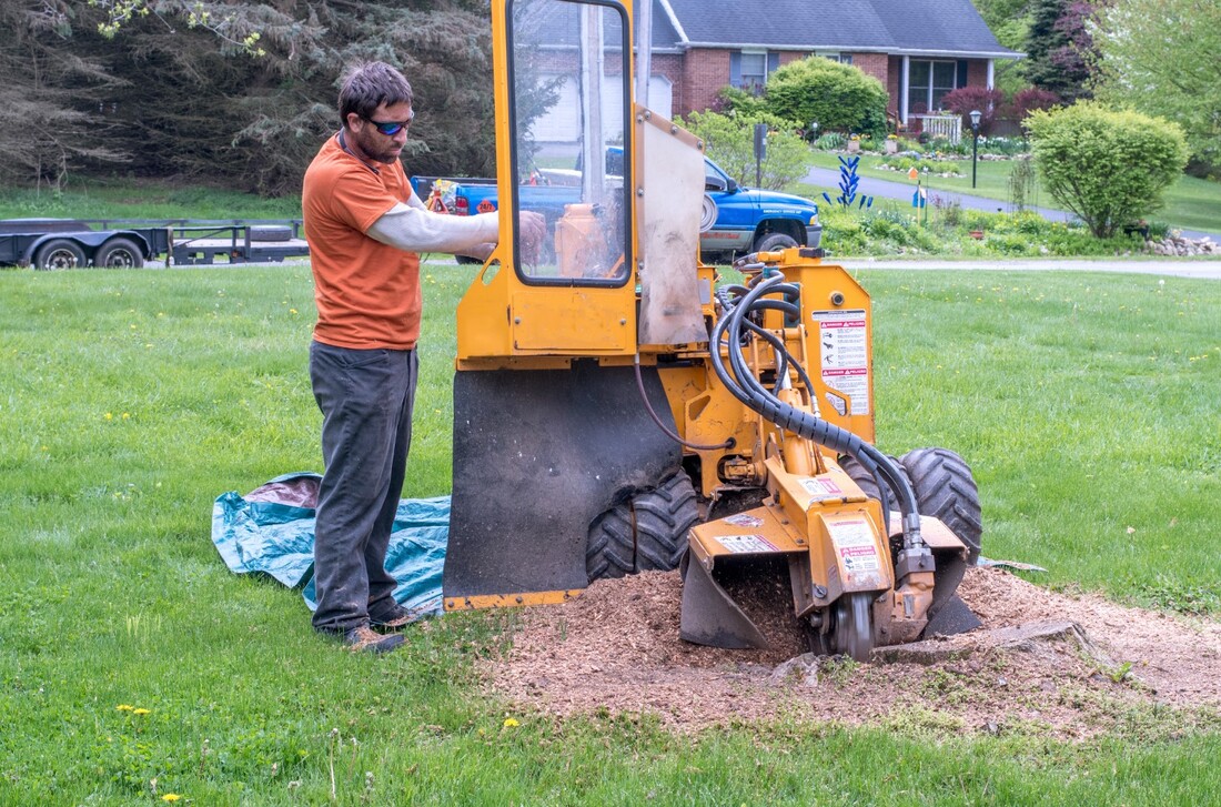 An image of Stump Grinding and Removal in Ashland, VA