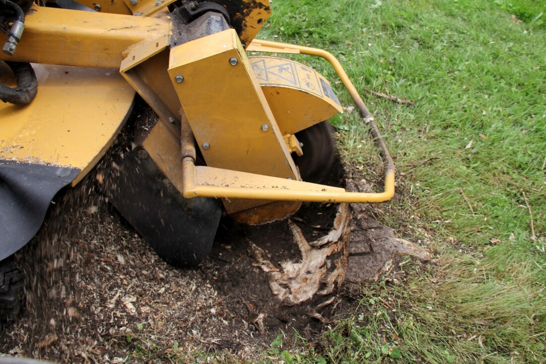 An image of Stump Grinding and Removal in Ashland, VA