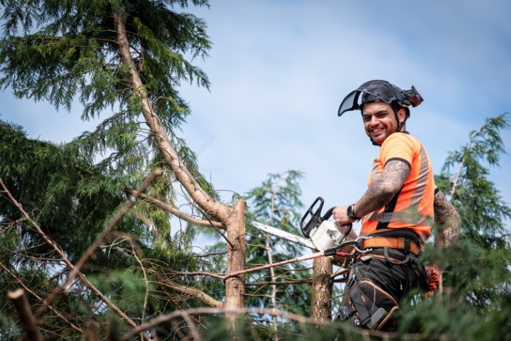 An image of Tree Services in Sparta, GA
